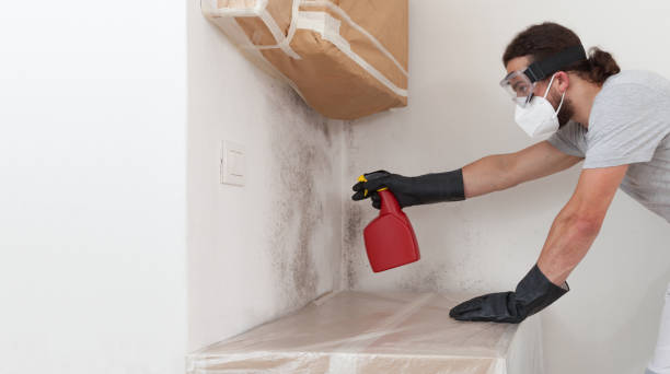 Professional Attic Mold Remediation technician working in Brighton, IL