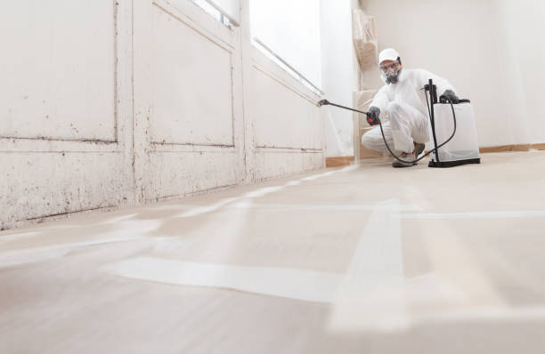 24/7 Emergency Attic Mold Remediation experts in Brighton, IL