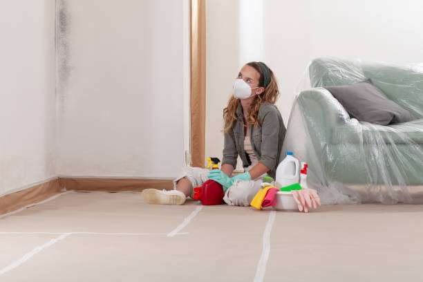 Reliable Attic Mold Remediation contractor in Brighton, IL by 24 Hour Mold Removal