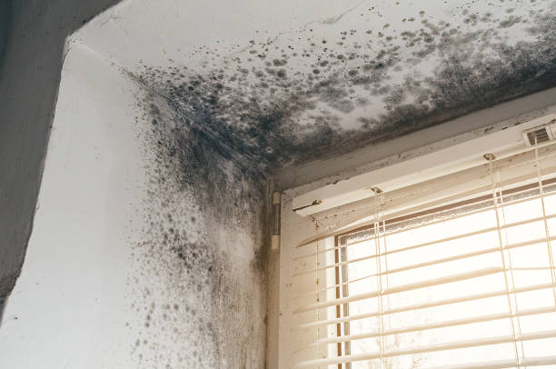 Affordable Attic Mold Remediation solutions in Brighton, IL
