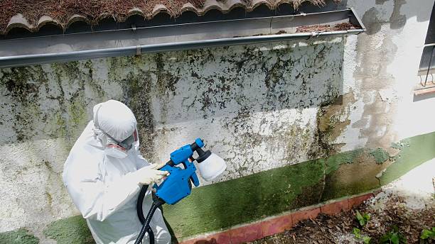 Top rated local Attic Mold Remediation specialists in Brighton, IL